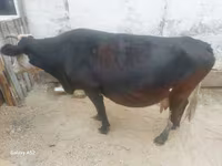 Kuh, Simmental cattle — Foto 3