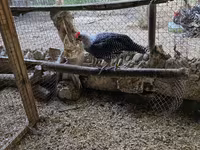 Chickens — Foto 1
