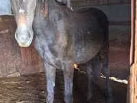 Caballo, Caballos — foto 4