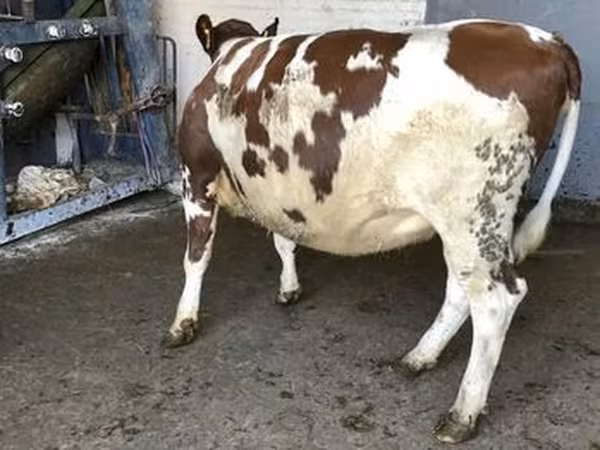 Holstein fajta