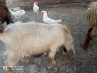 बकरा, बकरियाँ — फ़ोटो 4