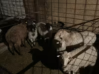 Ram, Sheep — photo 3
