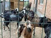 Billy Goat, Boer goat — photo 5