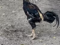 Chickens — الصورة 1