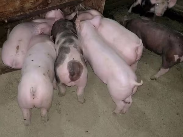Schweine (Partie, Geschlecht nicht angegeben), Schweine