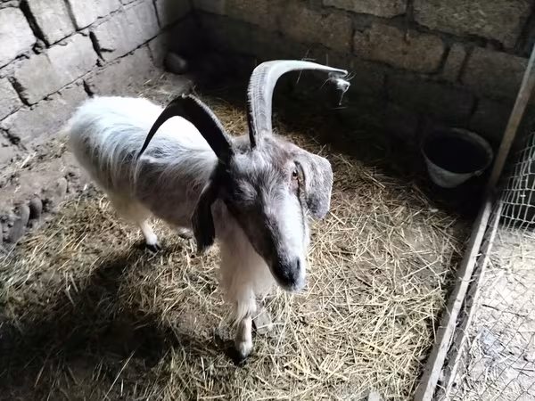 Goat, Goats
