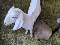 Теке, Nubian Goat — 1-сурет