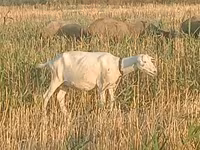 Qoyun, Qoyunlar — foto 2