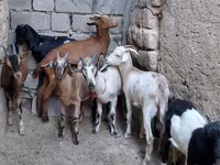 Dişi keçi, Alpine goat — foto 3