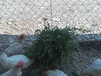 Chickens — 1-сурет