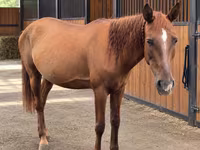 Madyan, Thoroughbred horse — foto 2