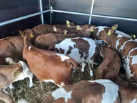 Rinder (Partie, Geschlecht nicht angegeben), Simmental cattle — Foto 2
