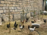 Chickens — 1-сурет