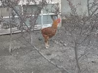 Chickens — photo 1