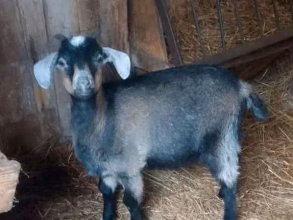 母山羊, Goats — 俄罗斯