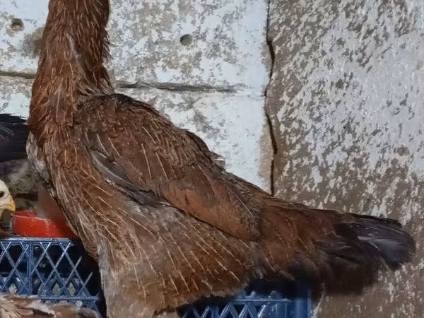 Chickens
