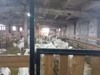 Ziege, Saanen goat — Foto 7