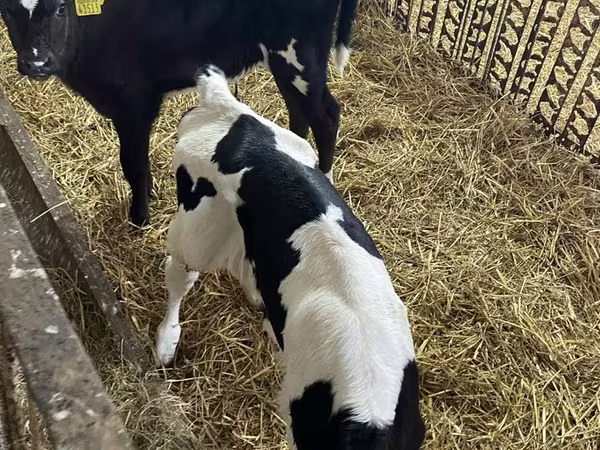 Vaca, Raza Holstein