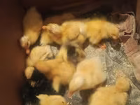 Ducks — foto 3