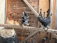 Chickens — Foto 2