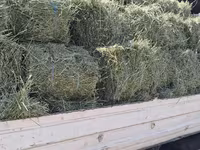 Balot de lucernă — Foto 2