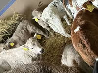 牛只（批次，未指定性别）, Cattle — 照片 2