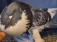 Vind hrană pentru porumbei — Foto 2