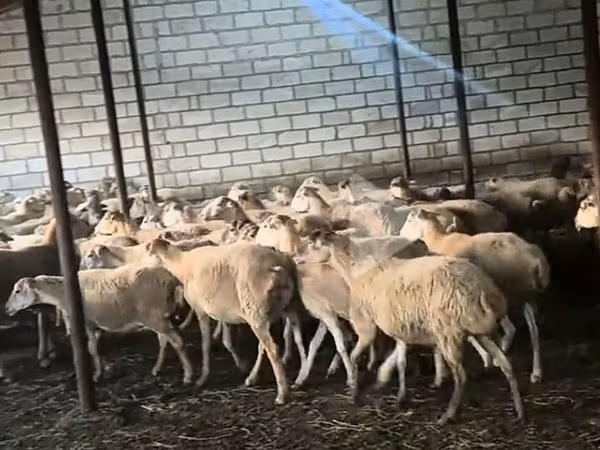 Овцы (партия, пол не указан), Бараны