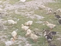 Ducks — foto 8