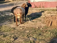 Widder, Tian-Shan semifinewool sheep — Foto 3