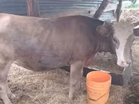 بقرة, Simmental cattle — الصورة 2