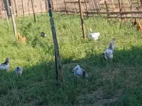 Chickens — 7-сурет