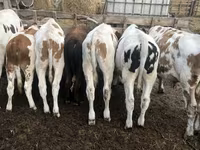 Toro, Simmental cattle — foto 6