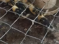 Chickens — 1-rasm