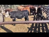 公牛, Cattle — 照片 1