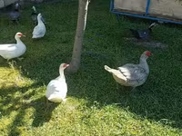 Ducks — 5-сурет