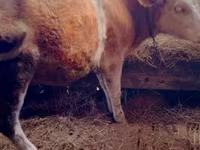 Cow, Cattle — photo 7