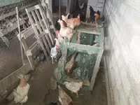 Chickens — 2-сурет