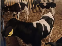 Бик, Russian Black pied cattle — фото 1