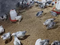 Chickens — Foto 7