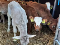 Buqa, Simmental cattle — 3-rasm