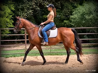 Stute, Standardbred — Foto 2