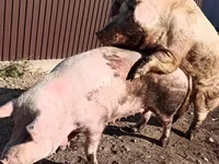 Schweine (Partie, Geschlecht nicht angegeben), Ландрас — Foto 8