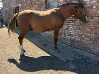 Caballo, Russian Don — foto 1
