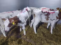 Qoramol (partiya, jinsi ko‘rsatilmagan), Simmental cattle — 1-rasm