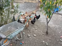 Chickens — Foto 4