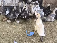 Ducks — foto 5