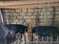 Buqa, Qoramol — 1-rasm