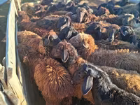 Widder, Edilbay sheep — Foto 3