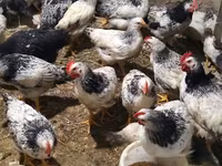 Chickens — 1-rasm